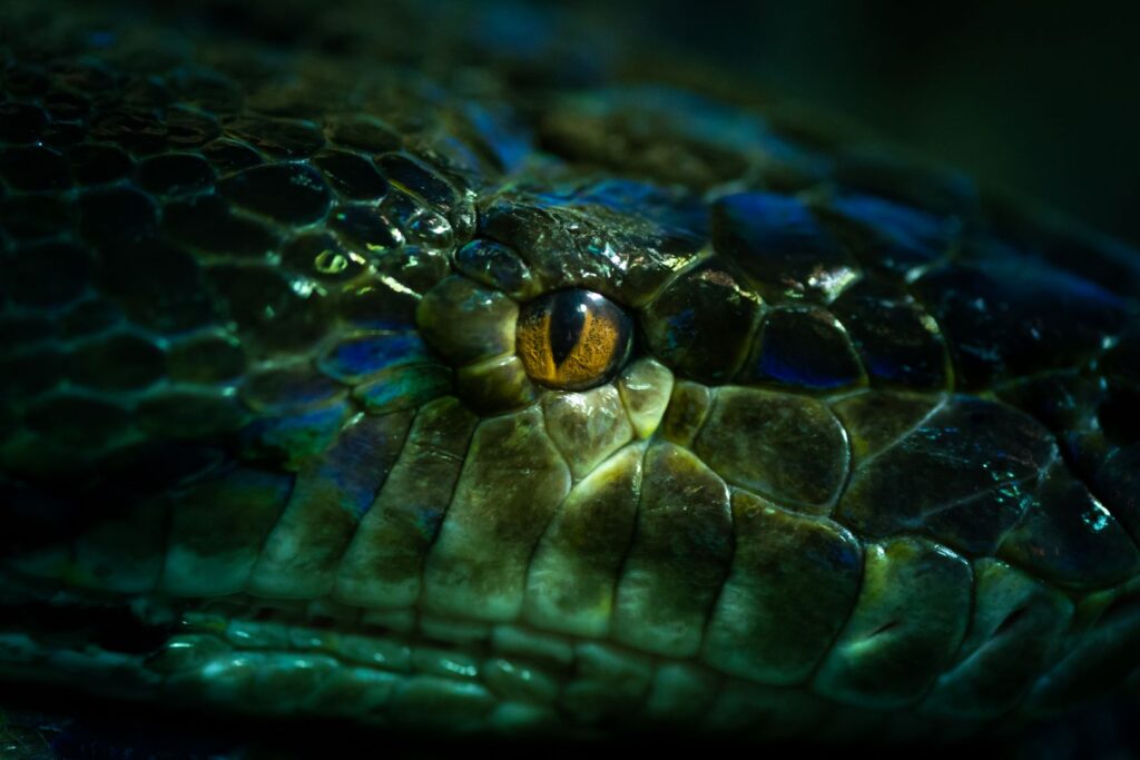 Close Up Of An Snake Eye Original 1132009