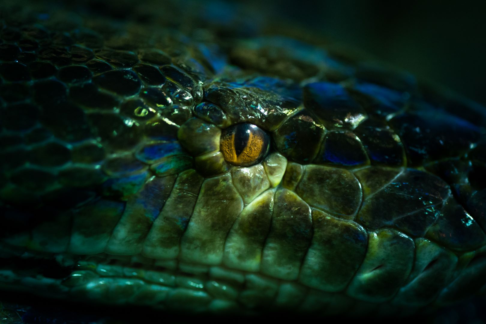 Close Up Of An Snake Eye Original 1132009